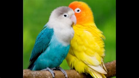 Love birds kissing and loving each other - YouTube