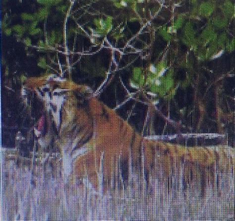 The Sundarban Tiger