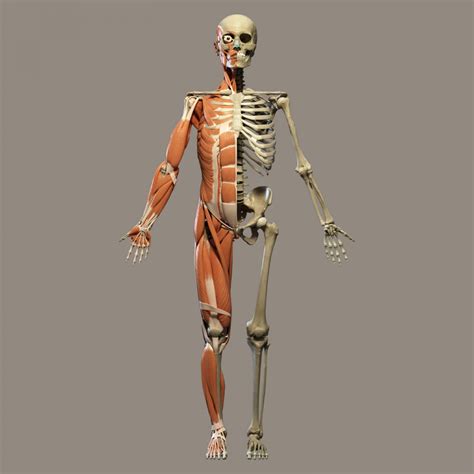 57 Images for : The Human Anatomy Images - Kodeposid