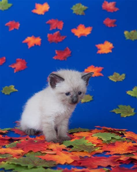 Cute Kitten and Fall Leaves Stock Image - Image of leaves, kitty: 16196939