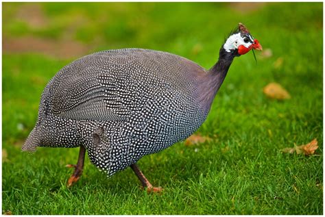 THE HELMETED GUINEA FOWL. OF AFRICA VS OF U.S - Page 3