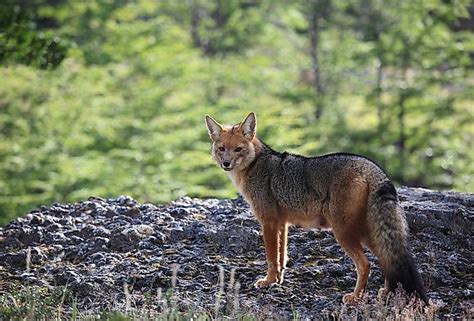 What Animals Live In The Andes Mountains? - WorldAtlas.com