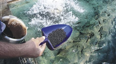 Aqua feed self-sufficiency required for development in Indonesia | Benison Media