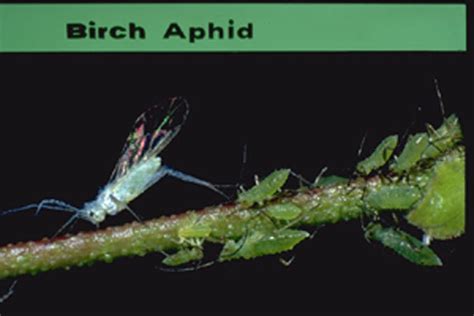 Birch Aphid