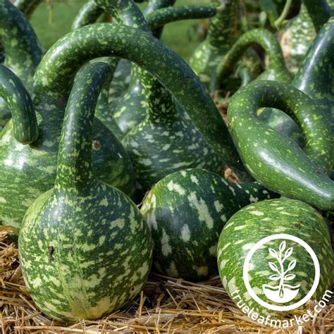 Gourd Seeds - Speckled Swan | Heirloom Vegetable Garden - Free S&H