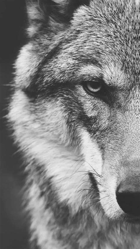 Wolf Phone Wallpapers - Wallpaper Cave