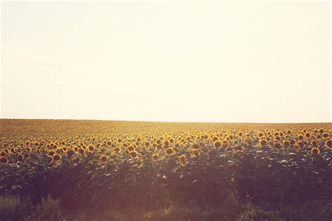 Sunflower Fields Fine Art Photography Print Summer Art - Etsy