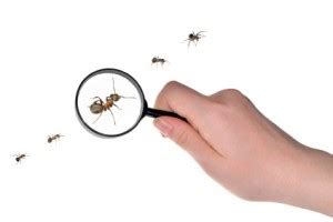 The World's Smallest Insects - deBugged