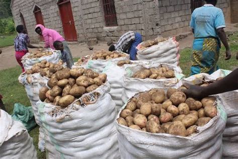 FG begins training of Irish potato farmers on FBS/GAP - Yerwa Express News