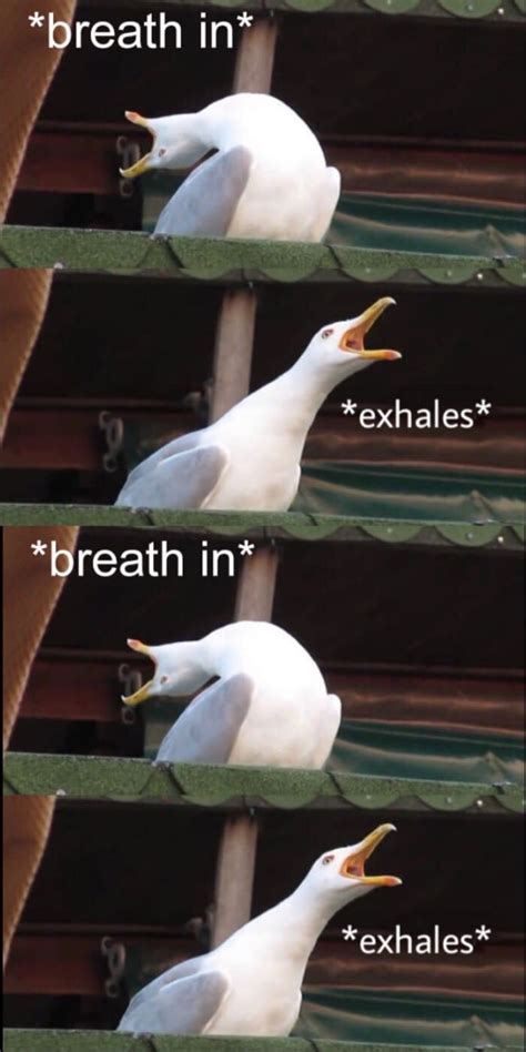 Breathing exercises be like - Funny | Funny animal memes, Funny memes, Very funny memes