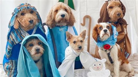 Coventry doggy daycare goes viral with nativity scene - The Canine Times