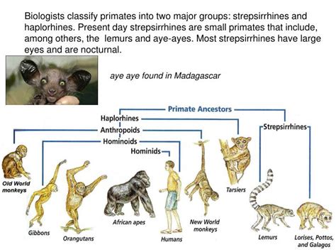 PPT - Human Evolution Part I - Primates PowerPoint Presentation - ID:5614315