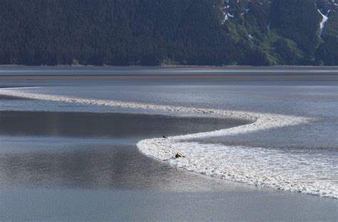 Tidal Bore: When Rivers Flow Against The Current | Amusing Planet