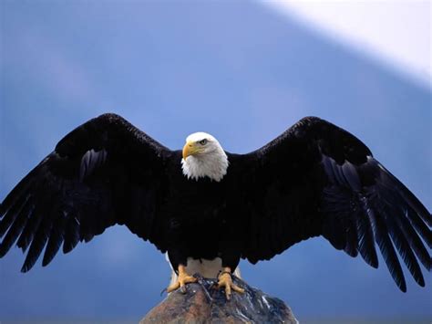 Eagle | Animal Wildlife