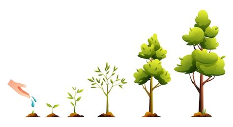 Premium Vector | Life cycle of tree Plant growth and development stages cartoon illustration