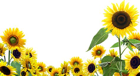 🔥 Download Sunflower Flower Png Transparent Image Clipart by @rerickson | Sunglower Backgrounds ...