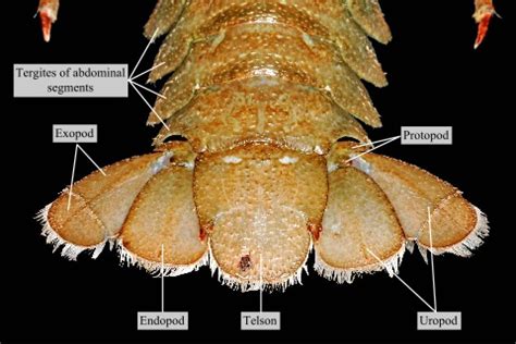 The dorsal view of uropods and telson, which together make up the tail ...