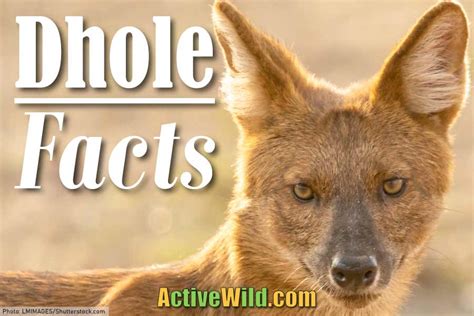 Dhole Facts, Pictures & Information. Discover An Endangered Asian Dog