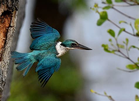 The Life Journey in Photography: Collared Kingfisher In Flight @ Pulau ...