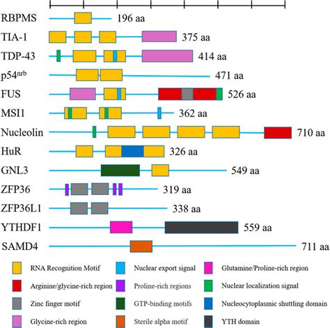 Frontiers | RNA binding proteins in osteoarthritis