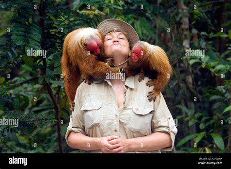 Red Uakari Monkey Stock Photo - Alamy