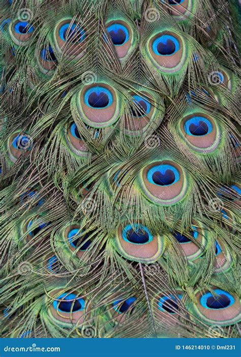 Design of Peacock Feathers Close Up Stock Photo - Image of decoration ...