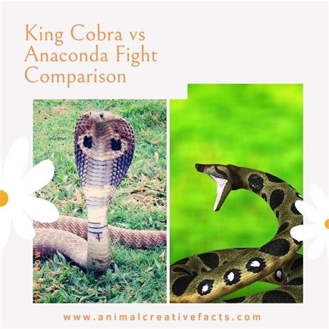 King Cobra vs Anaconda Fight Comparison | Anaconda attack, Anaconda ...