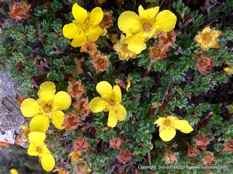 Trekking and Photography in the Himalaya: Ladakh | Flowers