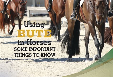 Using Bute in Horses – Some Important Things to Know | Equine Chronicle