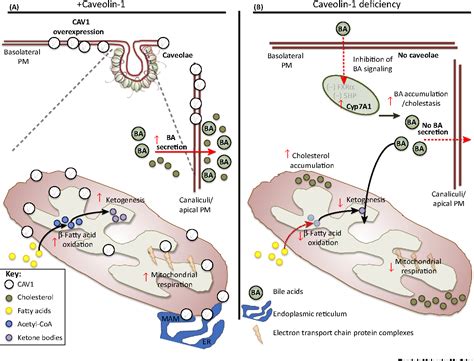 Figure 3 from Caveolin-1 Function in Liver Physiology and Disease. | Semantic Scholar