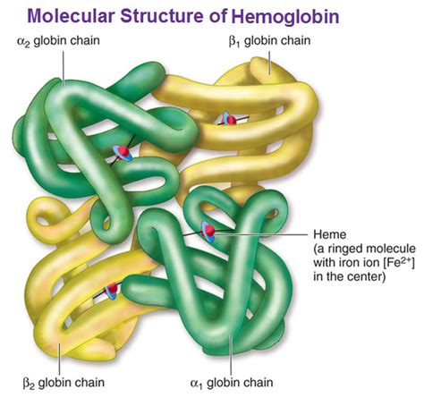 Beta Globin Chain