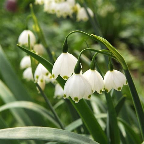 Buy summer snowflake bulbs Leucojum aestivum: £4.0 Delivery by Crocus