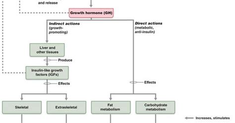 Growth hormone. http://classes.midlandstech.edu/carterp/Courses/bio211/chap16/chap16.htm ...