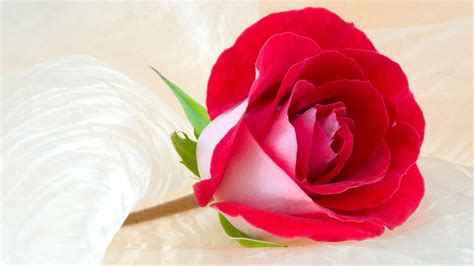 🥇 Cute rose flower wallpaper | (44574)