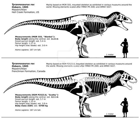 Tyrannosaurus rex Scotty diagram | Tyrannosaurus rex, Tyrannosaurus ...