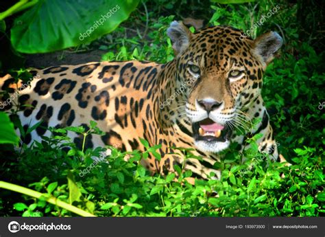 Jaguar Amazon Rain Forest Iquitos Peru Stock Photo by ©marktucan 193973500