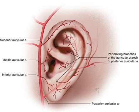 Auricle | Plastic Surgery Key