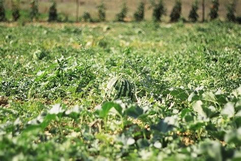 Seedless Watermelon Farming - Maryland Farm and Harvest Student Activities | Welcome