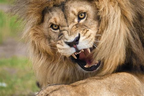 See a Lion Casually Sneak Into a Safari Lodge and Relax by the Pool