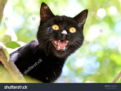 Angry Black Cat Stock Photo 120852058 | Shutterstock