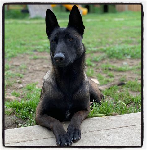 Socal Malinois - Belgian Malinois Puppies For Sale - Born on 09/02/2020