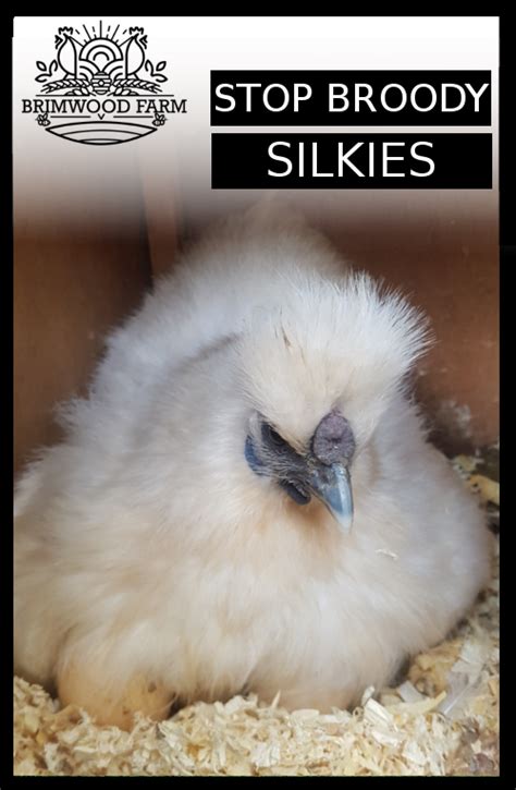 HOW TO STOP A SILKIE BEING BROODY — Brimwood Farm