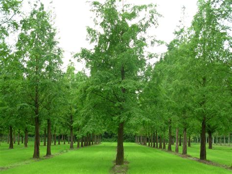 Metasequoia glyptostroboides | Dawn redwood - Van den Berk Nurseries