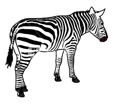 Zebra Silhouette Royalty-Free Stock Image - Storyblocks