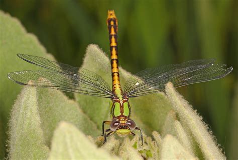 147/365 - Appalachian Snaketail - Ophiogomphus incurvatus,… | Flickr