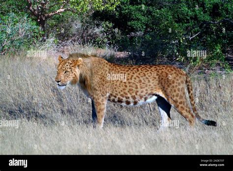 Marozi. Illustration and photo-reconstruction of the spotted lion ...