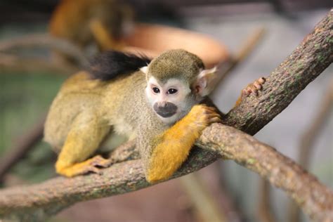 Squirrel monkey exhibit at Tucson's Reid Park Zoo opens tomorrow ...