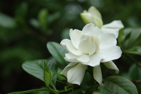 Gardenia Plant Leaves Turning Yellow