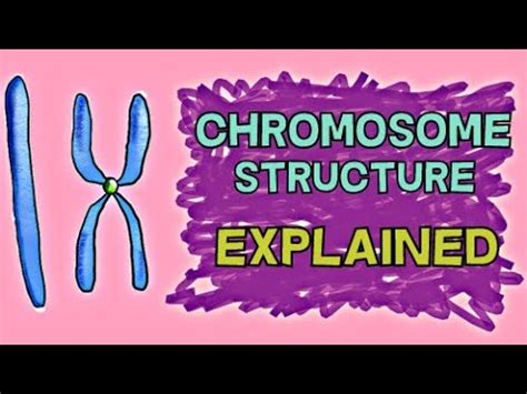 CHROMOSOME STRUCTURE - CHROMATIN, CENTROMERE, CONDENSED, UNCONDENSED ...