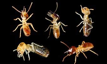 What are the Types of Termites? | Main Termite Species in the Nation